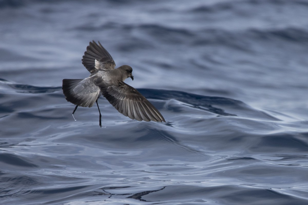 image Grey-backed Storm-Petrel